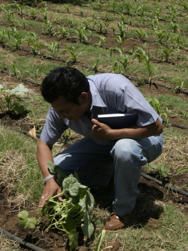 Ein Mitarbeiter begutachtet eine Pflanze auf dem Feld.